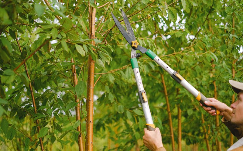 Tree trimming in Bancroft, IA